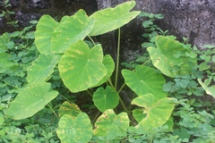 Colocasia esculenta